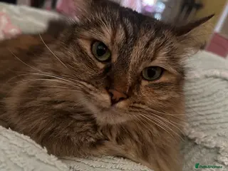 Mixed Breed cats Miss Angel needs her new furever home - Advert 1