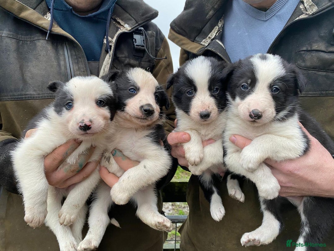 Border Collie dogs for sale: Border Collie Pups  - Advert 5