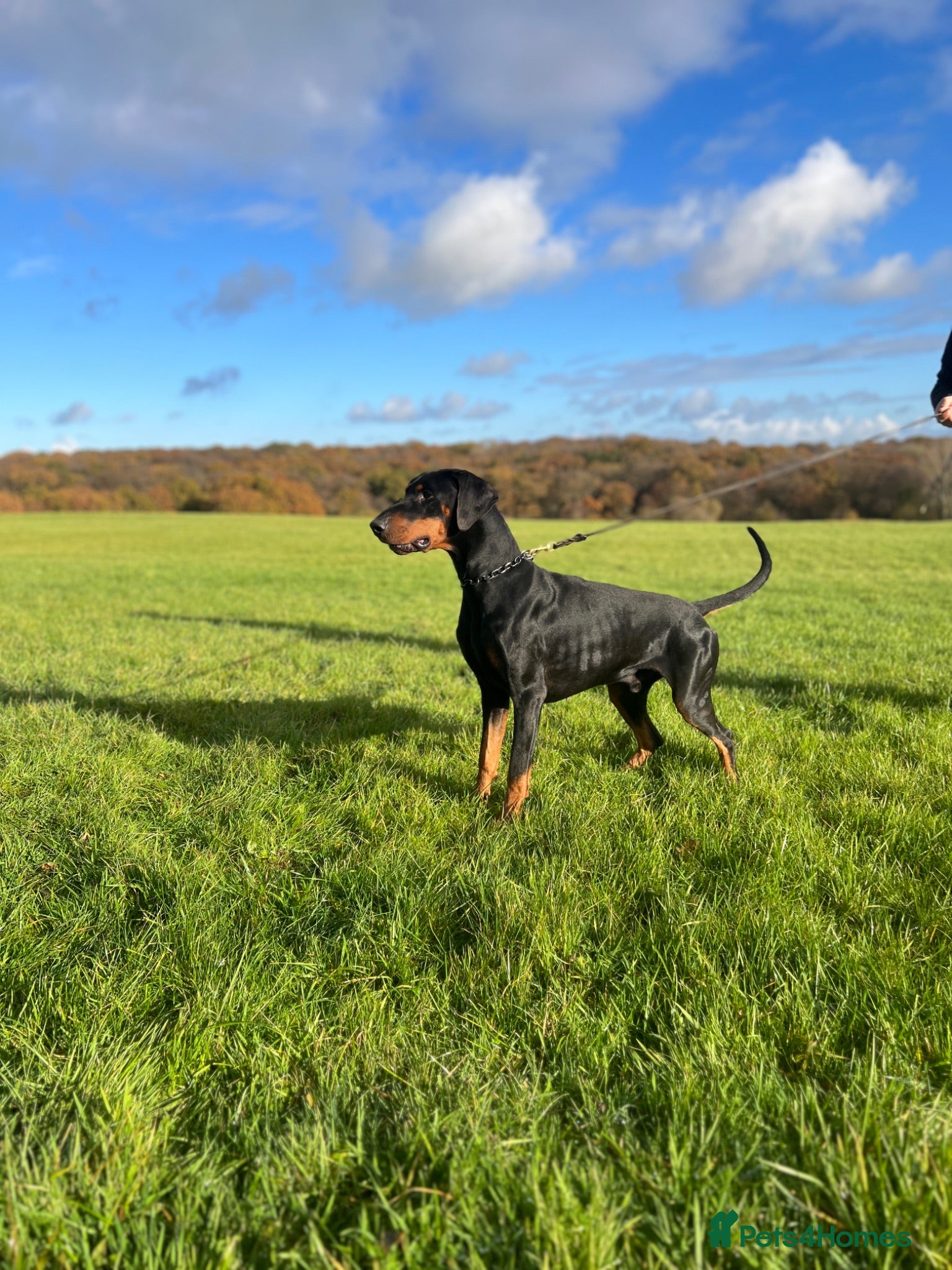 Dobermann dogs READY NOW Outstanding Quality Dobermann puppies - Advert 2
