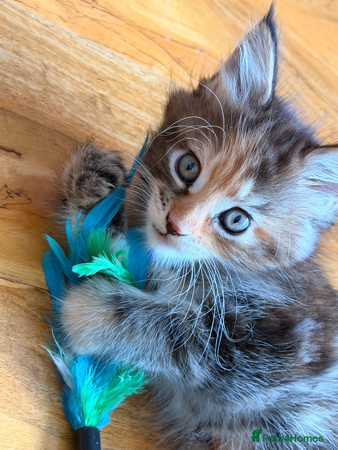 Maine Coon cats for sale: Maine coon kittens - Advert 3