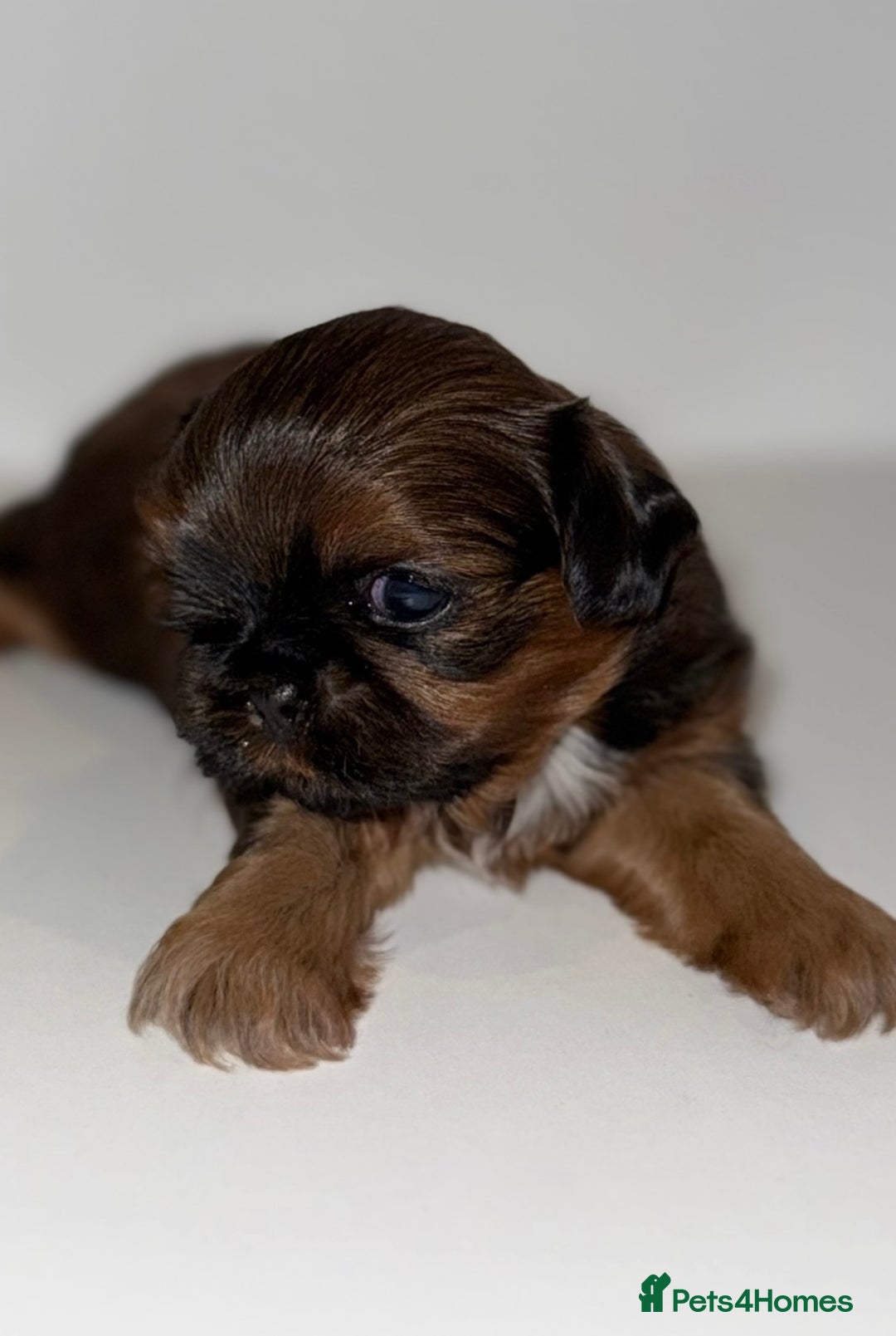 Shih Tzu dogs for sale: Tiny Luxury Imperials Philippines Lines  - Advert 7