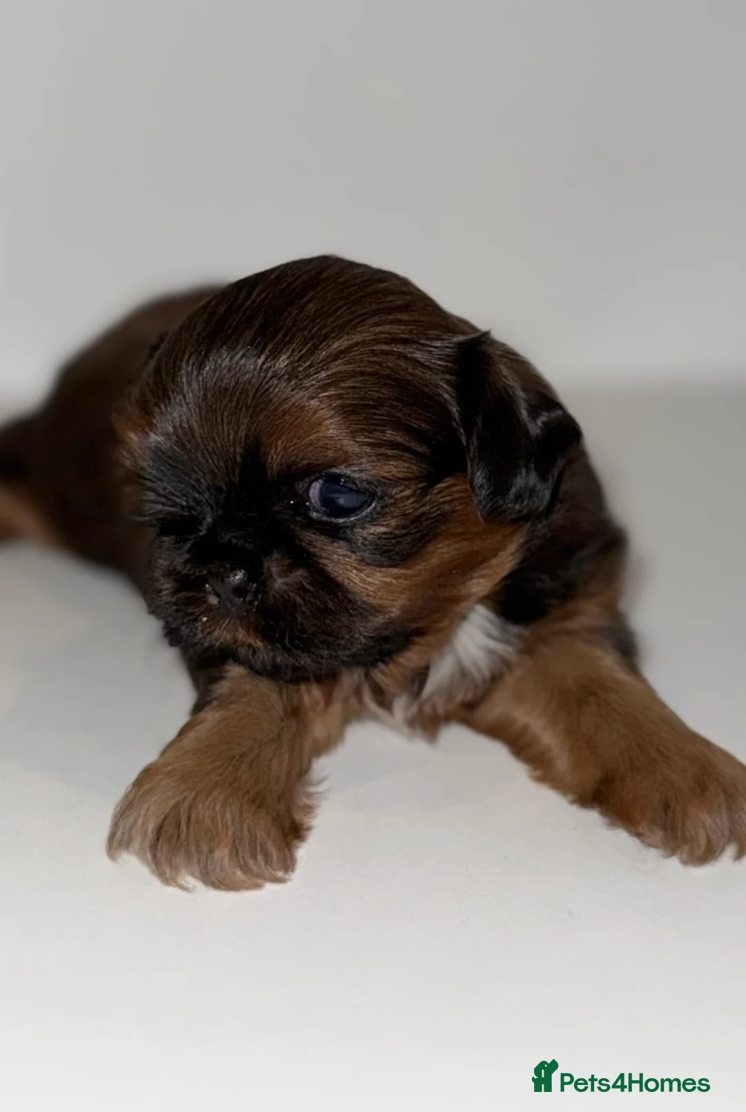 Shih Tzu dogs for sale: Tiny Imperials Karishishi Lines Ready To Rehome  - Advert 9
