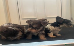 Biewer Terrier dogs for sale: 5 stunning Biewer Terriers - Image 3