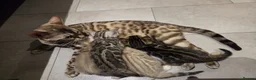 Bengal cats for sale: Pure Bengals Stunning Colour-ready for rezervation - Advert 11