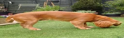 Cocker Spaniel dogs for stud: KC registered Working Cocker Spaniel. in Consett - Advert 6