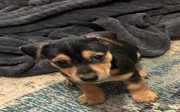 Jack Russell dogs for sale: Miniature Jack Russell pup - Image 14