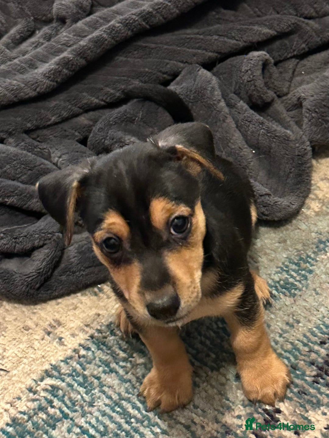 Jack Russell dogs for sale: Miniature Jack Russell pup - Image 14