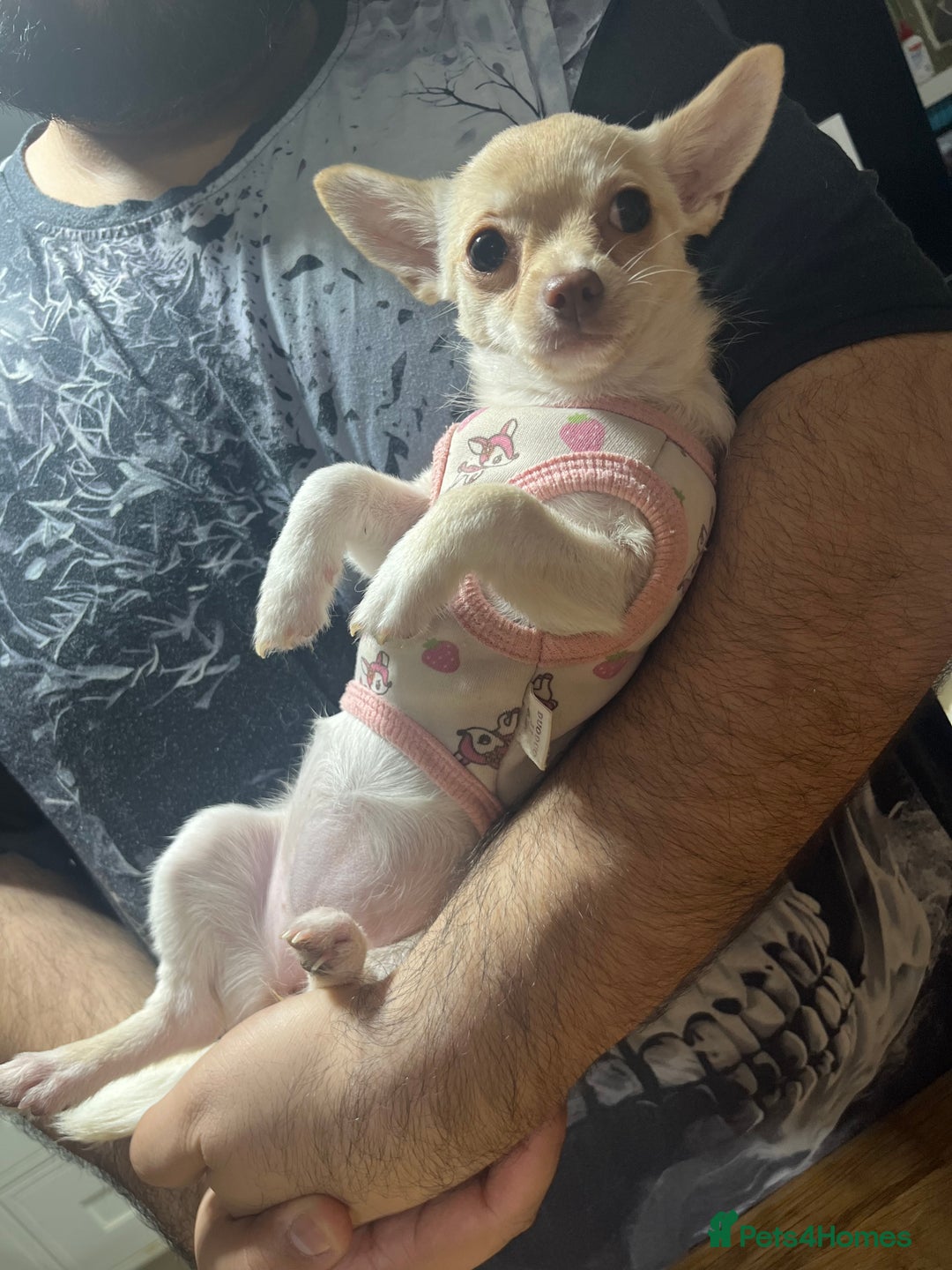 Chihuahua dogs for sale: 3 small chihuahua puppies  - Image 10