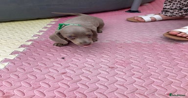 Dachshund dogs - Advert 3