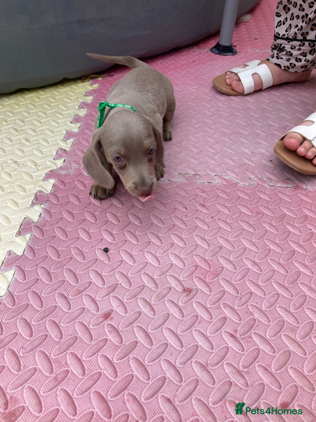 Dachshund dogs for sale: Litter of 8 - Image 2