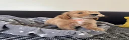Maltipoo dogs for sale: Beautiful Maltipoochons puppies ready to leave - Advert 12