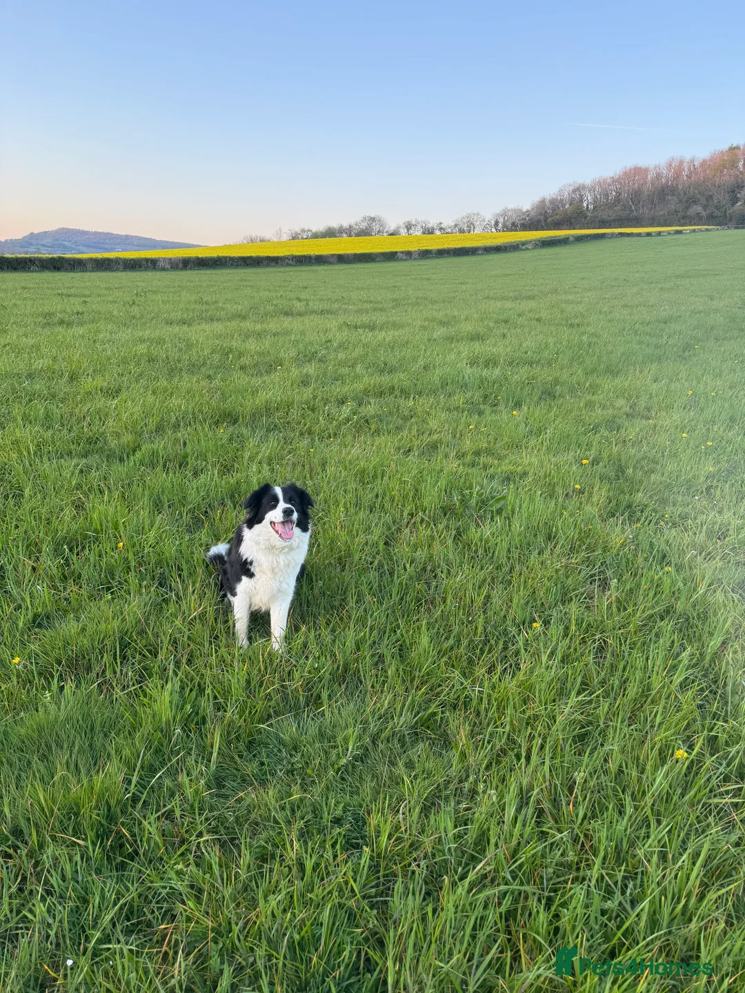 Border Collie dogs for sale: Border collie - Advert 6