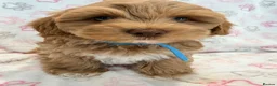 Maltipoo dogs for sale: Beautiful F1 Health Tested Maltipoo babies 💙🐾💖 - Advert 25