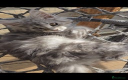 Maine Coon cats for sale: VARIOUS FULL PEDIGREE MAINE COON KITTENS FOR SALE in Rotherham - Image 2