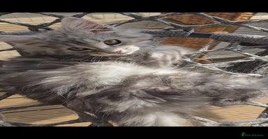 Maine Coon cats in Rotherham - Advert 6
