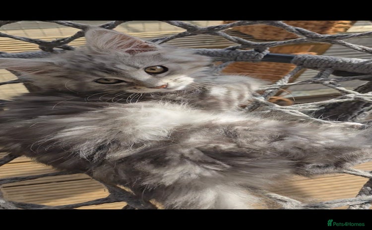 Maine Coon cats in Rotherham - Advert 2