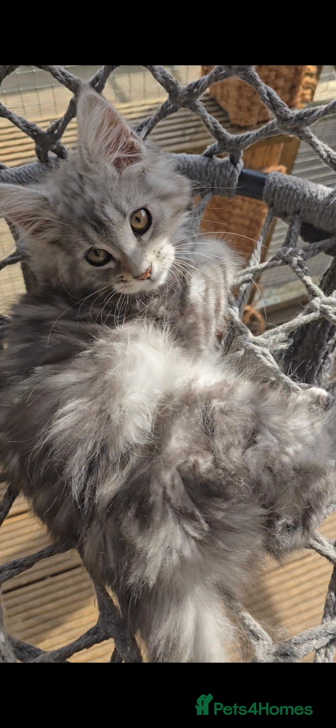 Maine Coon cats for sale: VARIOUS FULL PEDIGREE MAINE COON KITTENS FOR SALE in Rotherham - Image 2
