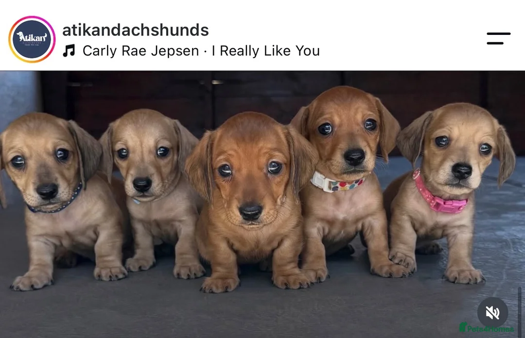 Miniature Dachshund dogs for stud: Champion Sired, Crufts Qualified Shaded Red - Advert 2