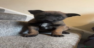 Belgian Shepherd Dog dogs Kc Belgium,Malinois puppies - Advert 7