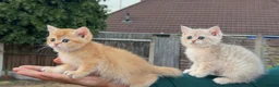 British Shorthair cats for sale: British Golden - Advert 11