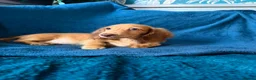 Dachshund dogs for sale: Last Gorgeous Longhaired Male! - Advert 3