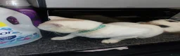 Turkish Van cats for sale: Turkis van  in Rochester - Advert 6