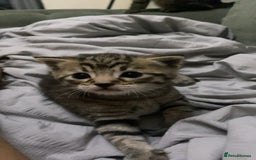 Mixed Breed cats for sale: Tabby Kitten - Image 8