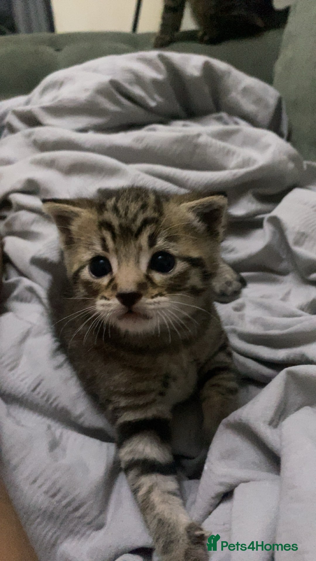 Mixed Breed cats for sale: Tabby Kitten - Image 8