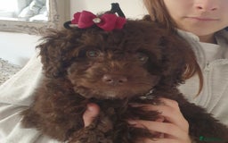 Jackapoo dogs for sale: Chocolate Jackapoo Female F1B - Image 2