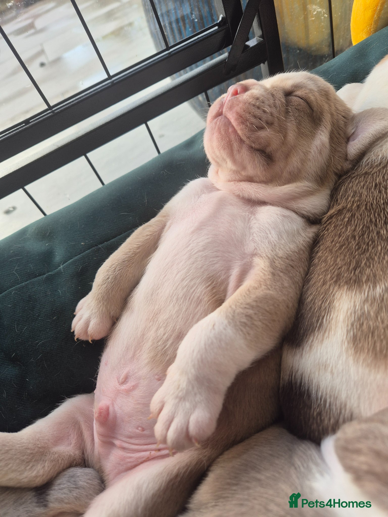 Olde English Bulldogge dogs Stunning litter of  Olde English Bulldog puppies  - Advert 22