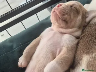 Olde English Bulldogge dogs Stunning litter of Olde English Bulldog puppies - Advert 22