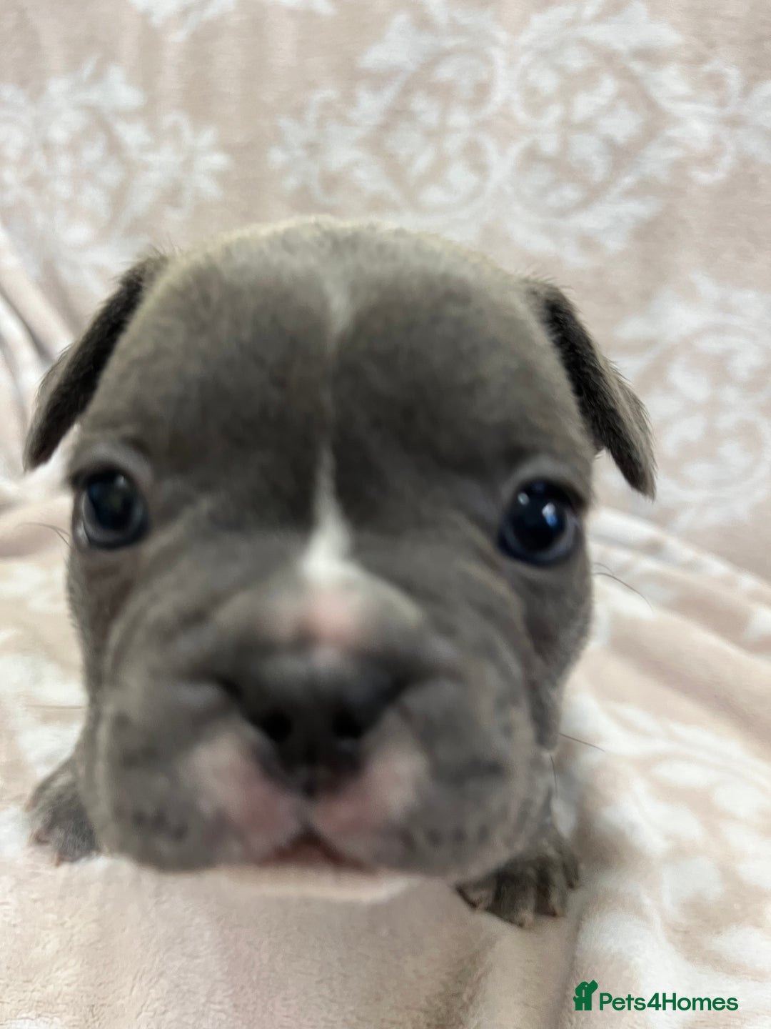 French Bulldog dogs for sale: Lovely Frenchies  - Advert 18