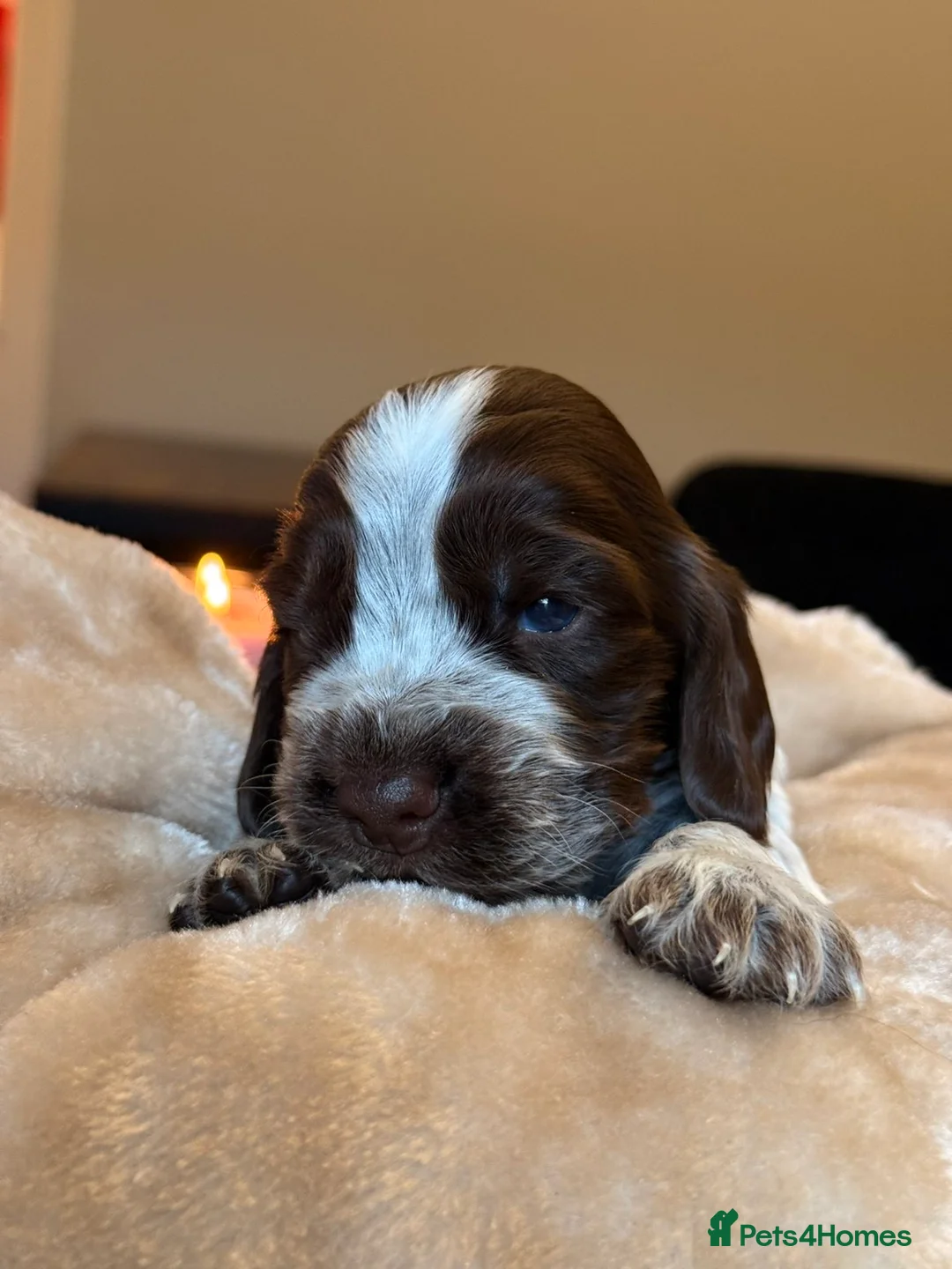 Cocker Spaniel dogs for sale: Show type cocker spaniels  - Advert 25