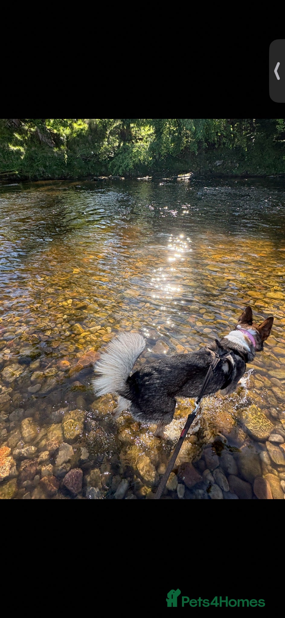 Mixed Breed dogs for sale: German shepherd Border collie cross - Advert 5