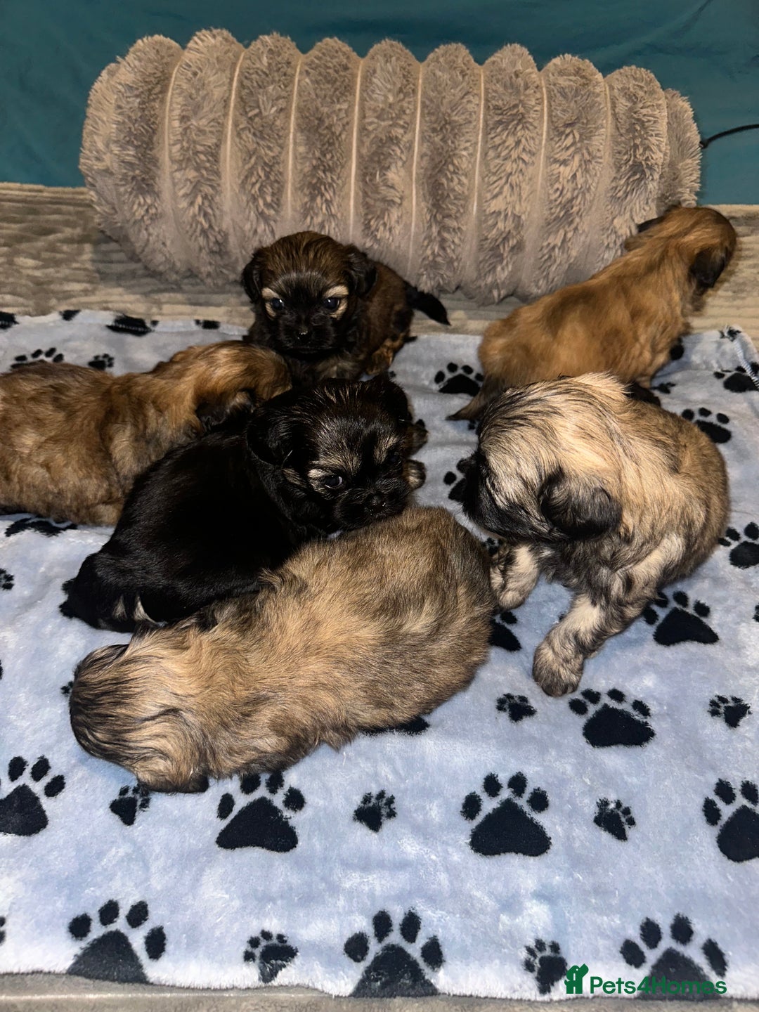 Shihpoo dogs for sale: Shihpoo 6 girls  - Advert 5