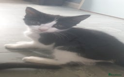 Domestic Shorthair cats for sale: Domestic kittens for sale - Image 3