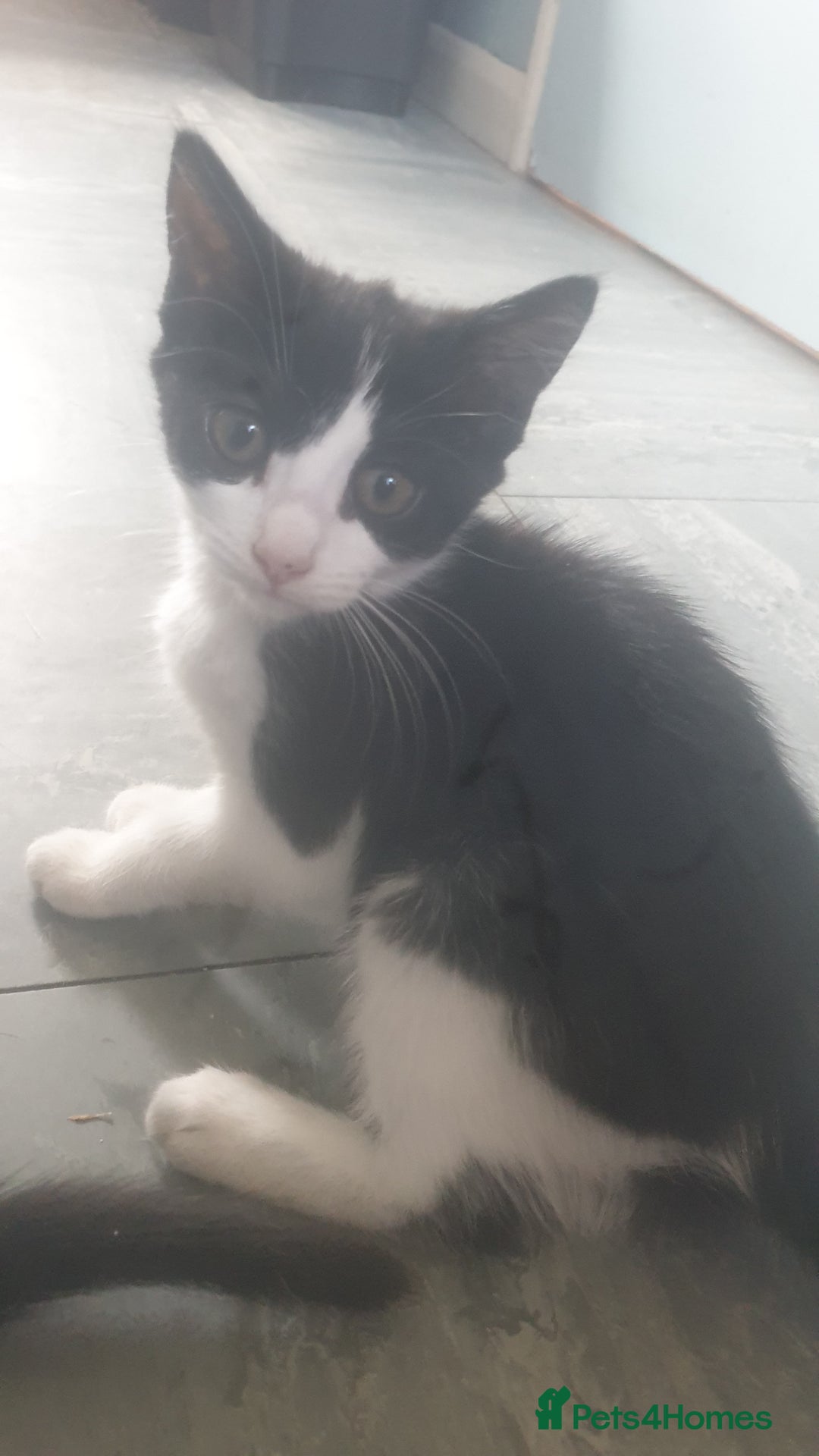 Domestic Shorthair cats for sale: Domestic kittens for sale - Image 3