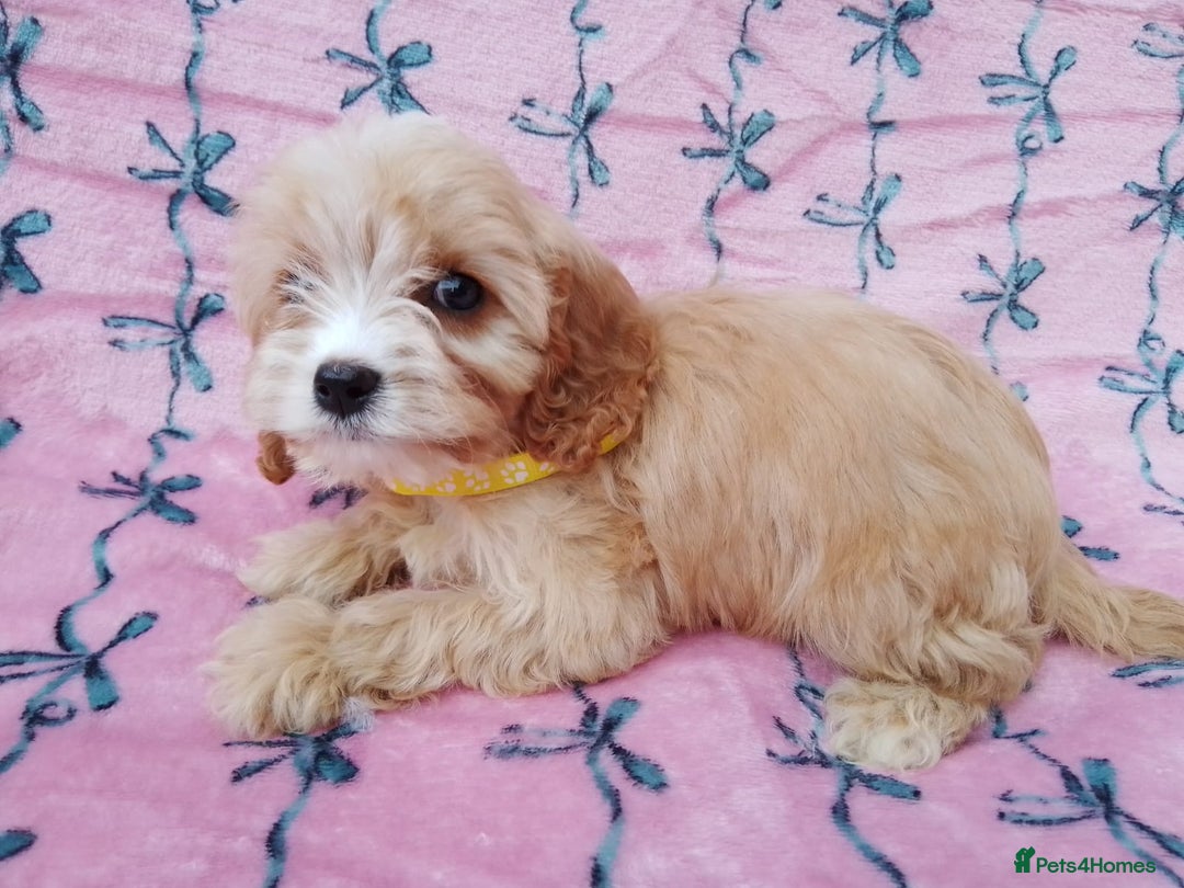 Cavapoo dogs for sale: Exceptional cavapoo puppies  - Image 11