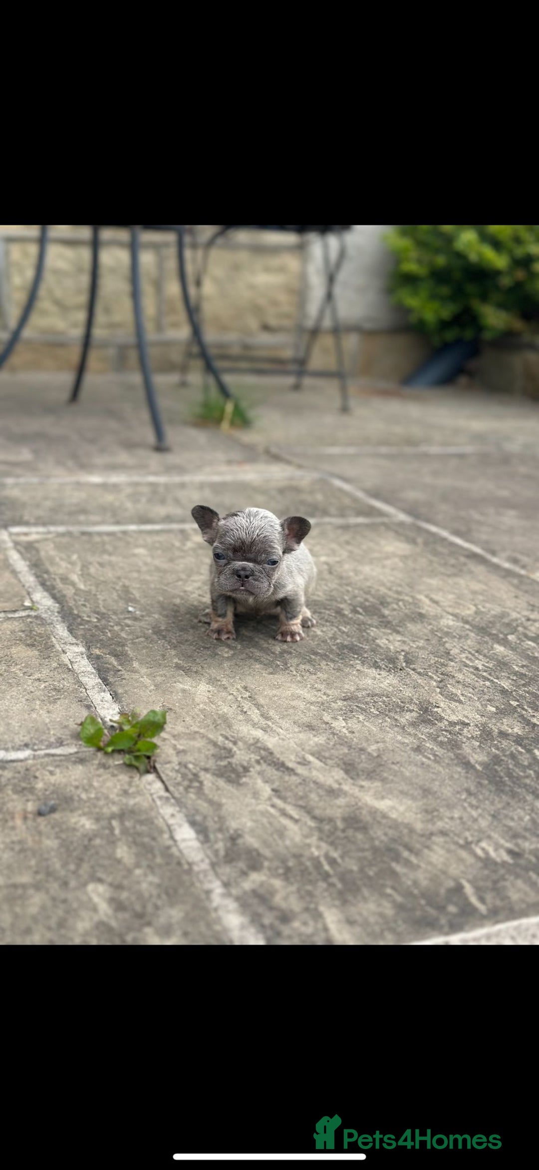 French Bulldog dogs for sale: Miniature French bulldogs carry fluffy  - Image 4