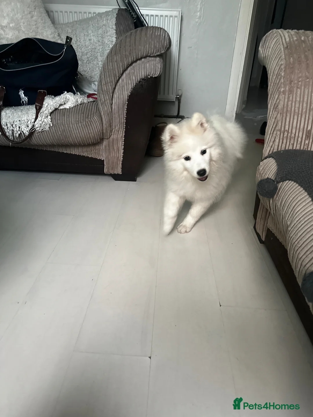 Samoyed dogs for sale: Girl Samoyed puppie  - Advert 2