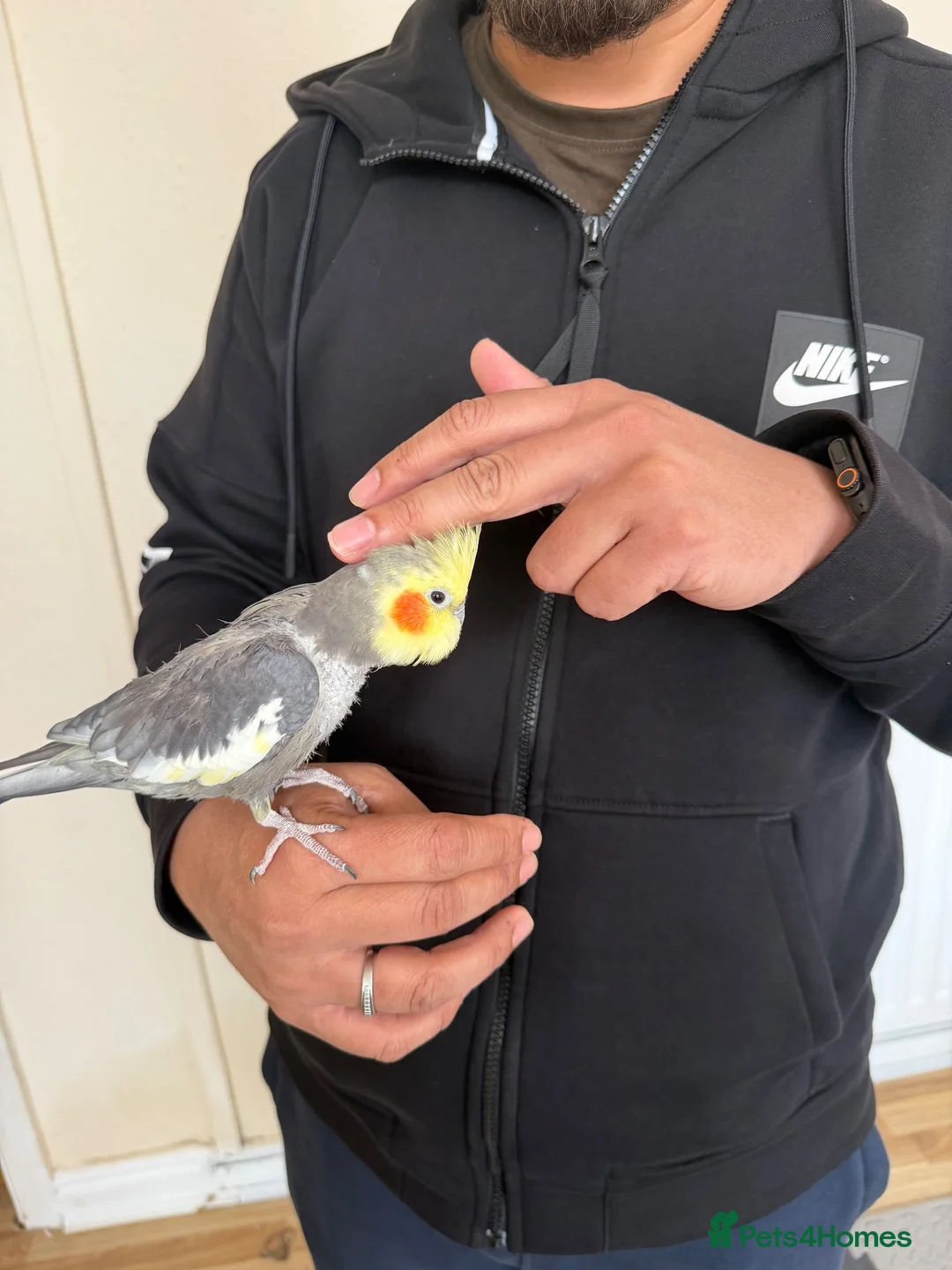 Cockatiels birds for sale: Hand tamed cockatiel  - Advert 2