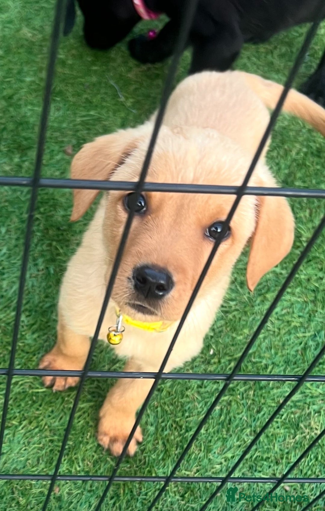 Labrador Retriever dogs for sale: Labrador puppies  - Image 4
