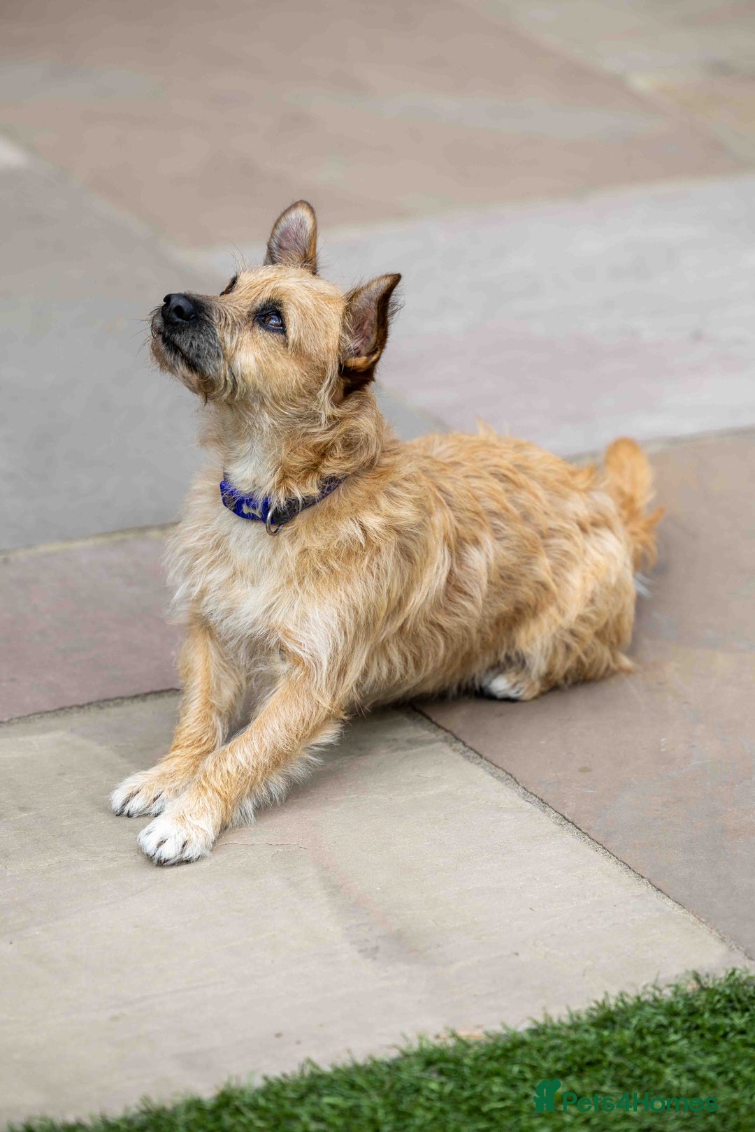 Mixed Breed dogs for adoption: Livvy - Image 2
