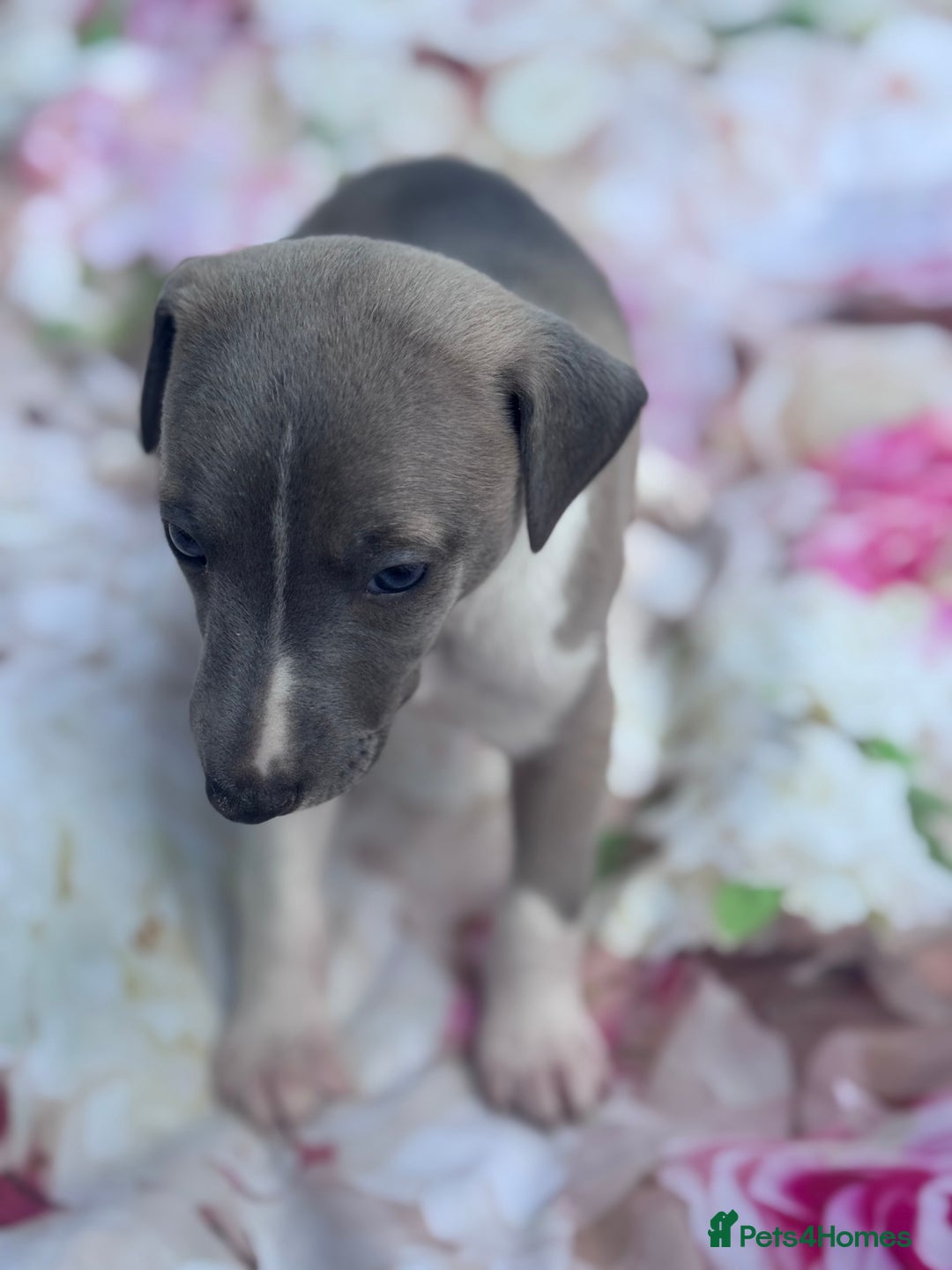 Whippet dogs for sale: Wonderful whippets 5* puppies  - Image 10