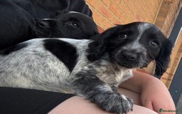 Cocker Spaniel dogs for sale: Work cocker spaniel pups for sale  - Image 1