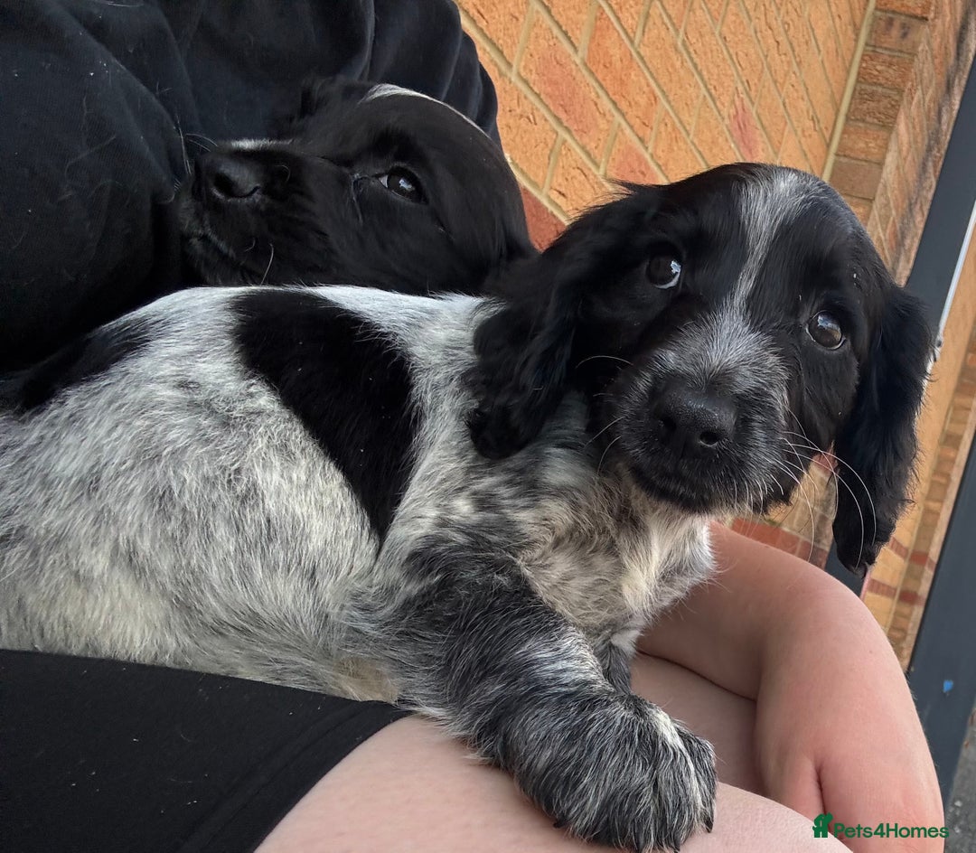 Cocker Spaniel dogs for sale: Work cocker spaniel pups for sale  - Image 1