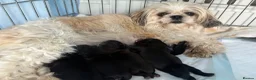 Shih Tzu dogs for sale: Imperial Shihtzu puppies, chocolate non fading  - Advert 11