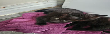 Mixed Breed Kitten 1