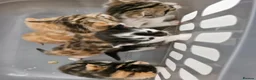 Mixed Breed cats for sale: Mixed breed kittens - Advert 14