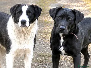 Mixed Breed dogs 🐾 2 Best Friends, One Golden Basket 💛 - Advert 1
